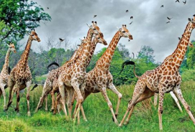Ученые обеспокоены резким снижением популяции жирафов в мире
